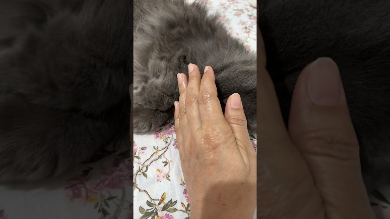 SHORT VIDEO ♥️🥰