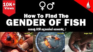 yaathrika - How to find gender of fish.