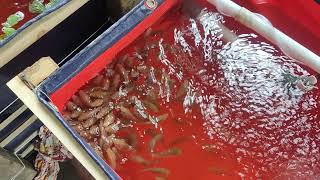 Budidaya ikan mas kolam terpal kecil