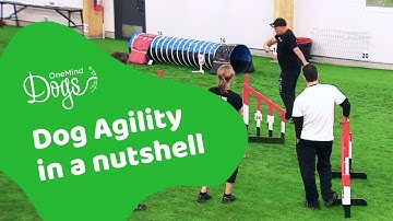 Dog agility in a nutshell: The 3 things all agility handlers should master for clean, connected runs