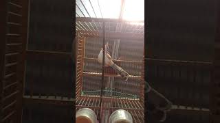 Prenjak Sawah Videos Prenjak Sawah Clips Clipfail Com