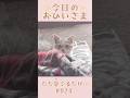 我が家のおひいさまイヴ#024。成長のひとコマ…ただ愛でるだけ#shorts