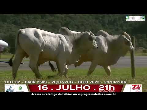 LOTE 082
