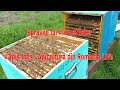 Ispravile lui ionelnistor  apis ines  apicultura din romania live