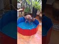 Sphynx Cat in Swimming Pool for the First Time 🐾