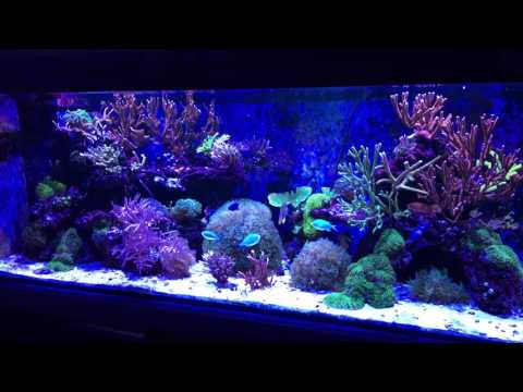 kessil aquarium lights kessil