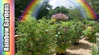 What's Growing in Mid -July?  Cucumbers, Tulsi Basil, Cauliflower, More!