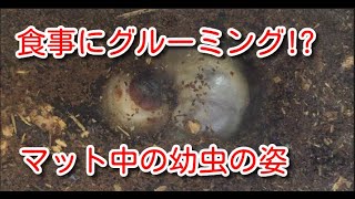 食事にグルーミング? カブトムシの幼虫はマットの中で何してるの?