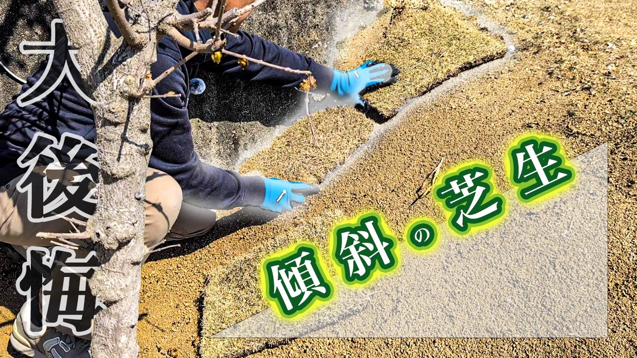 【大失敗】芝張り1ヶ月で全滅の危機!