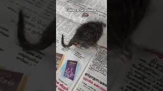 Feline Rectal Prolapse