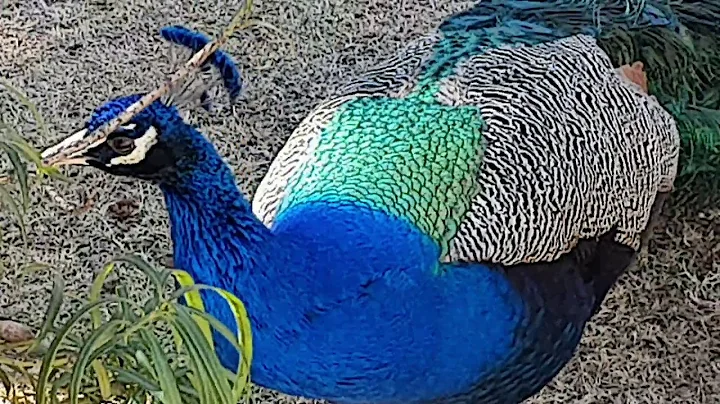 How would the tigers react to this peacock ?
