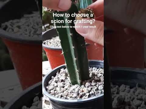 Video: Informace o rostlině Scion: Odebírání řízků roubů pro roubování