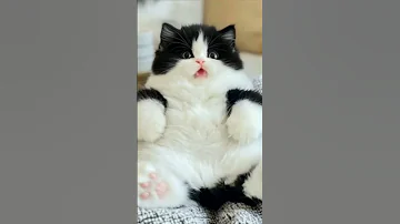 This Floof Ain T Free Cute Cat Kitten Catlovers Lipsync 