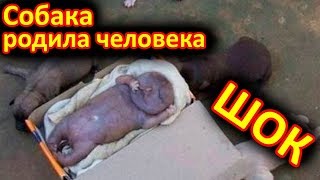 Бездомная собака родила человеческого детеныша