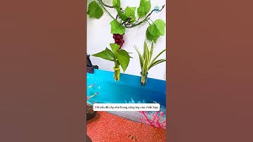 Trồng cây thuỷ sinh bằng chiếc kẹp độc đáo - làm sạch nước, tạo điểm nhấn cho bể cá #shorts
