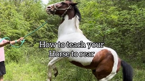 How to teach your horse to rear. (The fast way)