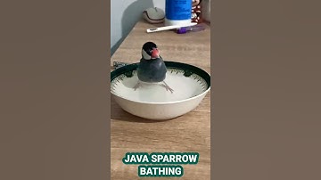 Tamed Java Sparrow Bathing | Java Finch