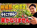 【柑橘類の秋剪定】今そこで切らないで！ユズは切るより誘引が正解です！【園芸】【ガーデニング】