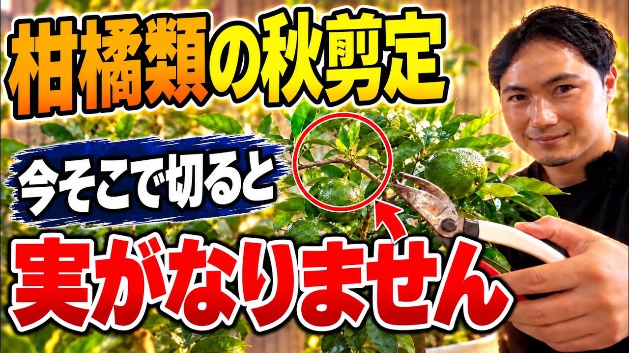 Fall Pruning for Citrus] Don't Cut There! For Yuzu, Training Is