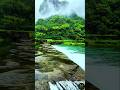 🍃“Peace begins where nature speaks softly.” 🌿🕊️✌️#naturevibes #shorts