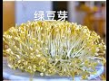 爱吃豆芽，不用买，掌握4个要点，1个窍门，自己在家发绿豆芽，Grow mung bean sprouts， 零失败，简单好学