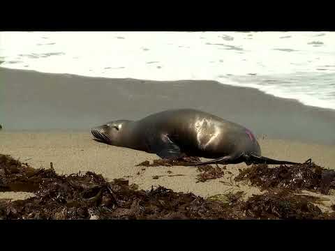 ვიდეო: რატომ გამოდიან ზღვის ლომები ნაპირზე?