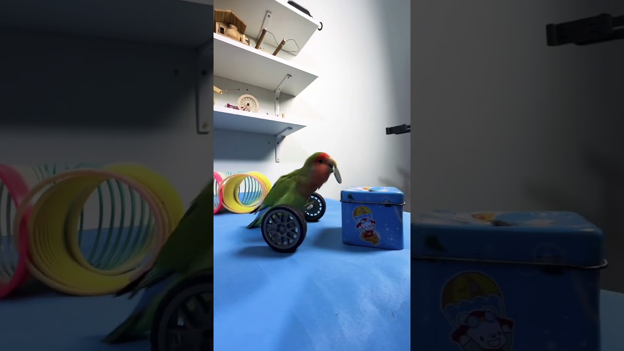 Bird Training:smart lovebird parrot l smart little cute parrot  