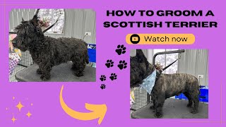 Scottish Terrier Grooming Tutorial!!