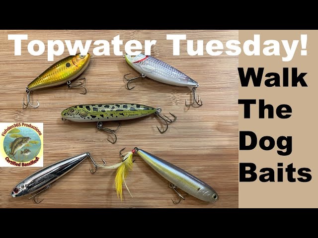 Leurre De Surface Blowup Bass #3 – Walking The Dog Pour Pêche Au Bass