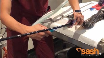 Python Has Surgery After Swallowing Beach Towell