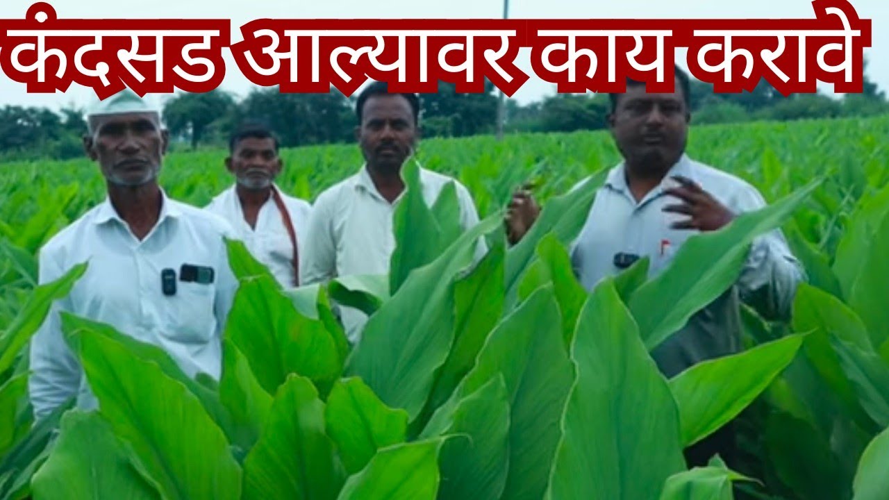 हळदीला कंद सड आल्यावर काय करावे. ll Halad Lagwad