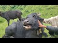 most peaceful and very relaxing himalayan village life | buffalo comply in nepal |documentary video.