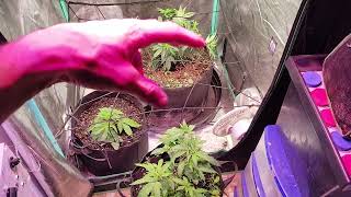 Update on all plants