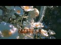 【戦闘曲風アレンジ】アネモネの記憶/Memories in Anemone Bloom【AI×ラスボス戦】