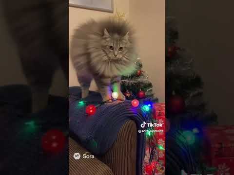 :( Стукнуло током РАСПУШИЛСЯ КАК ЛЕВ #cat #коты #сегодня #кот #funny #kitten #кот #прикольныекоты