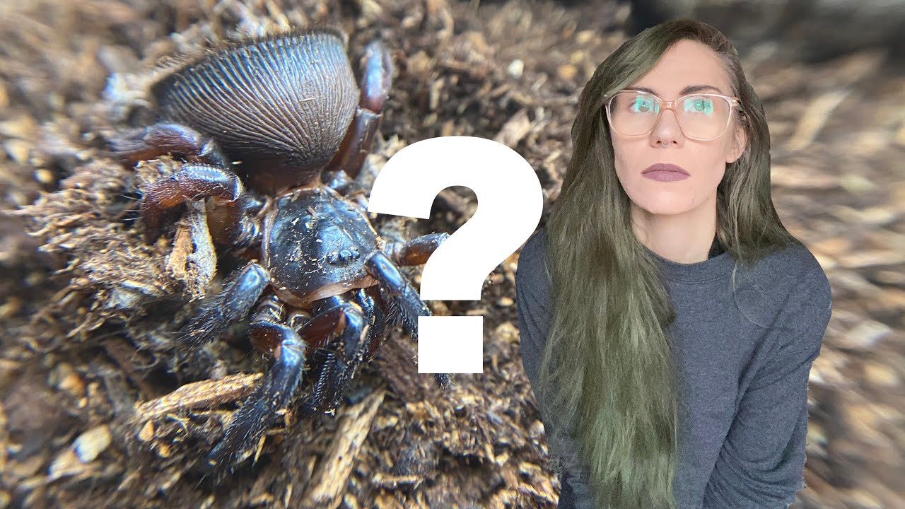 мой паук-ловушка еще жив?