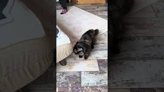 Просто утренние рамсы моикошки коротышки кошачьи минуты 💕