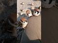ゆっくり雀♪ゆっくりしていってね♬ #bird