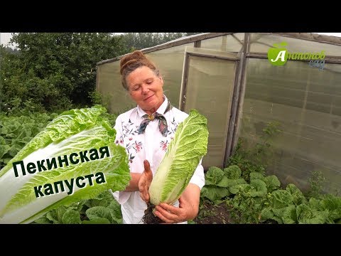 Вопрос: Как понять, зацветет ли пекинская капуста?