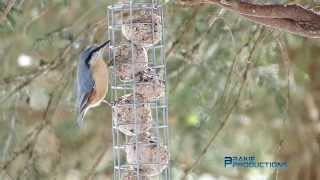 Boomklever - Nuthatch - Sitta europaea_Obernbergersee,Austria