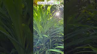 72 Beautiful of nature & Sunrise?????? shorts shortvideo nature sunrise beautiful