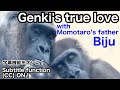 With Momotaro's father, Genki's true love story and heartbreak. Gorilla | Momotaro Family | Addition