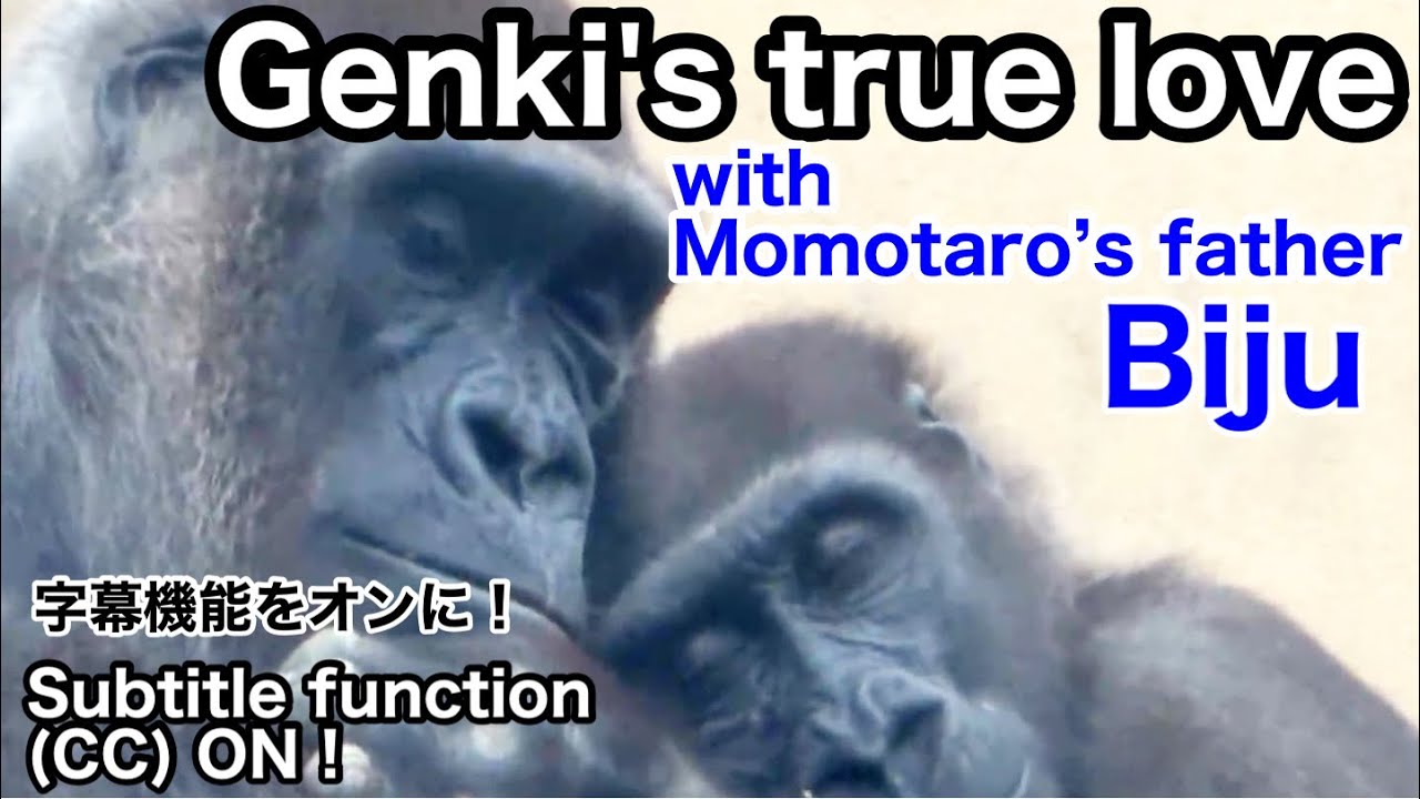 С отцом Момотаро, Гэнки - история настоящей любви и разбитого сердца. Горилла | Семья Момотаро