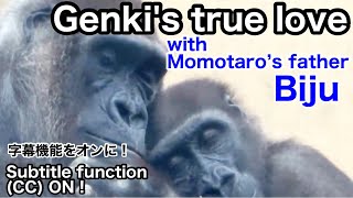 With Momotaro's father, Genki's true love story and heartbreak. Gorilla | Momotaro Family | Addition