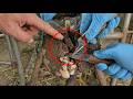 Unbelievable Hoof Rescue – Removing a Dangerous Screw Trap from a Cow! Cows TV