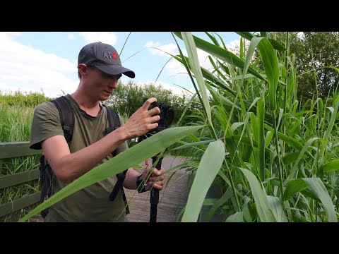 How to film creative nature B-ROLL on your SMARTPHONE