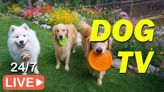 🔴 [LIVE] DOG TV: Relaxing Music & Anti-Anxiety Videos for Dogs Home Alone All Day | Calming Music screenshot 4