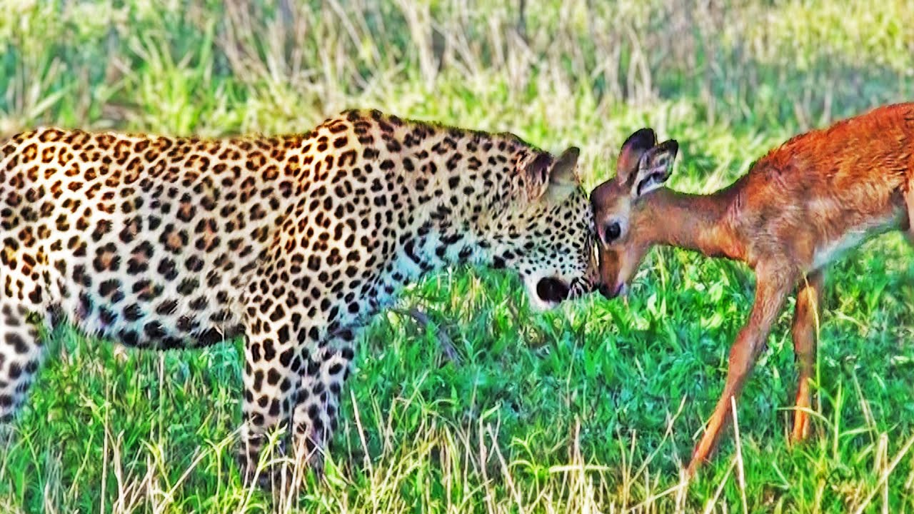 Iмpala Plays with Leopards - YouTuƄe