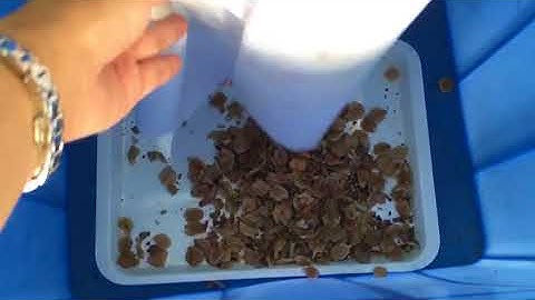 Walnut color sorter,How does the walnut color sorter work?,wesort color sorter