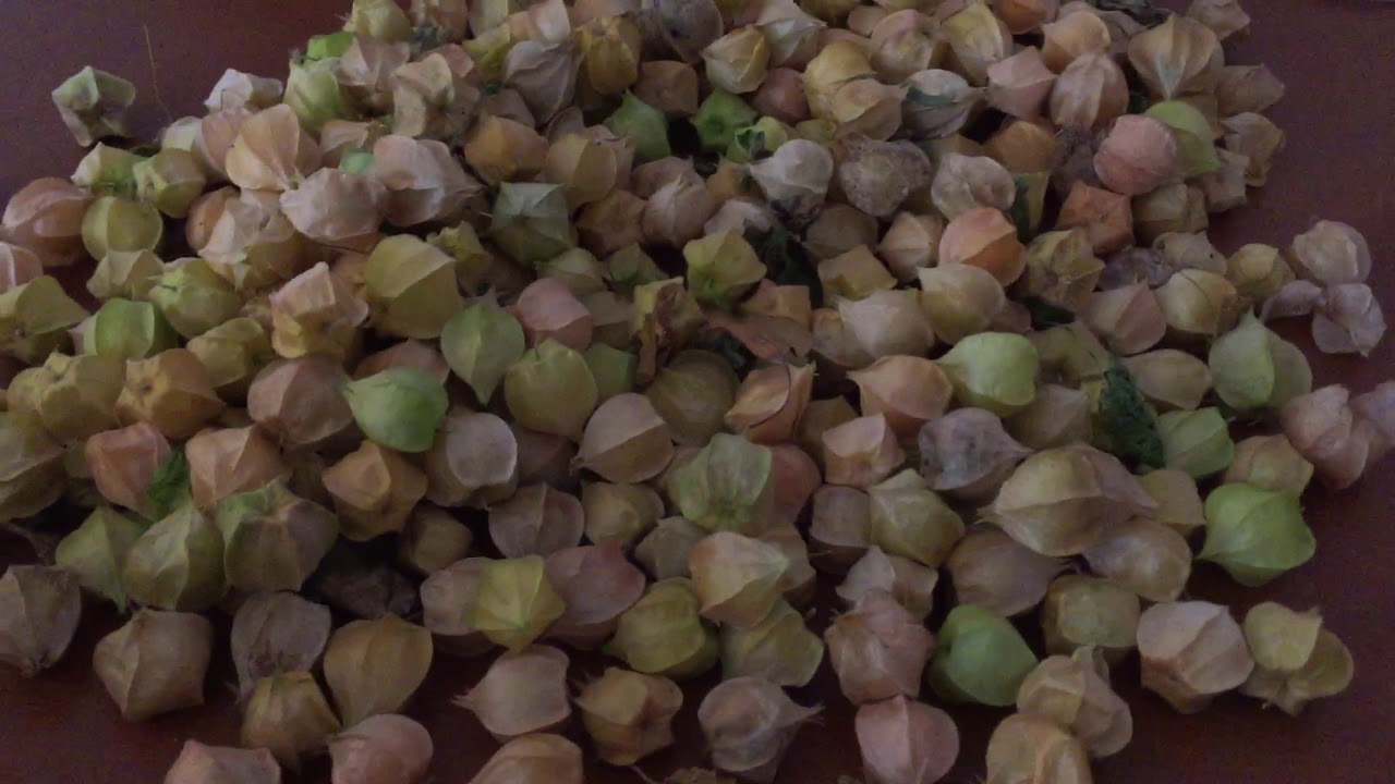 Minute Gardening - What Are Ground Cherries? - YouTube